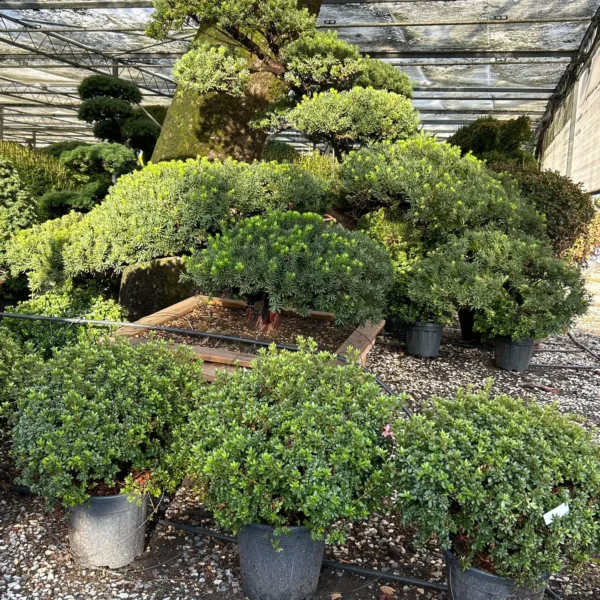 Taxus cuspidata (Japonska tisa)