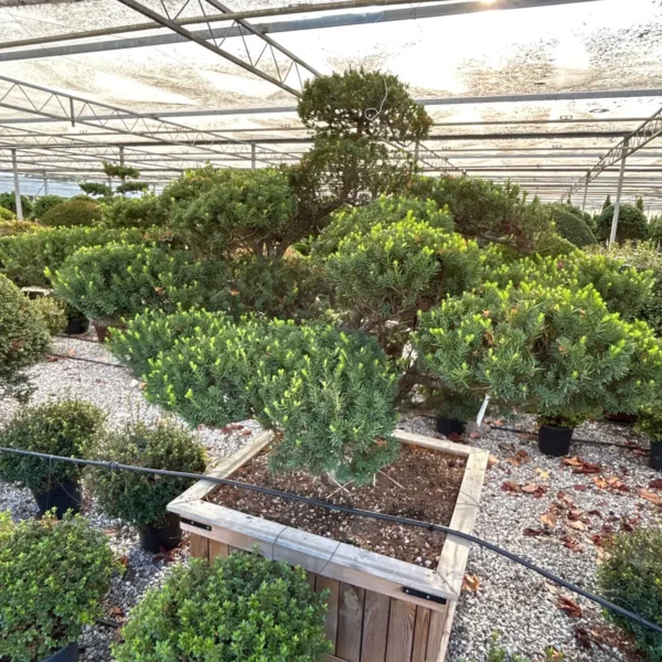 Taxus cuspidata (Japonska tisa)