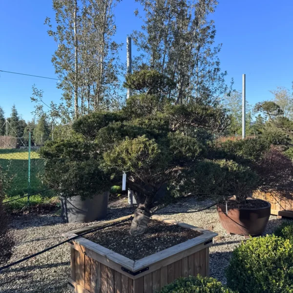 Taxus cuspidata (Japonska tisa)