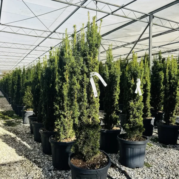 Taxus baccata 'Fastigiata Aurea' (Stebrasta tisa)