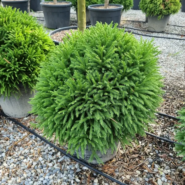 Cryptomeria japonica 'Globosa Nana´ (Kriptomerija)
