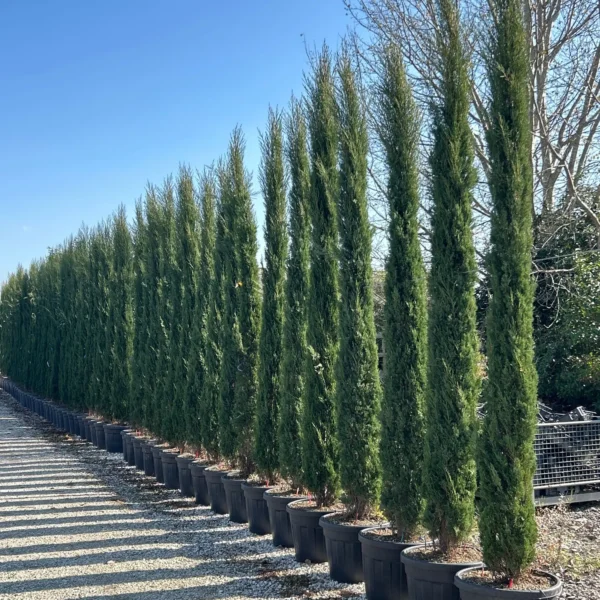 Cupressus sempervirens 'Pyramidalis' (Stebrasta cipresa)