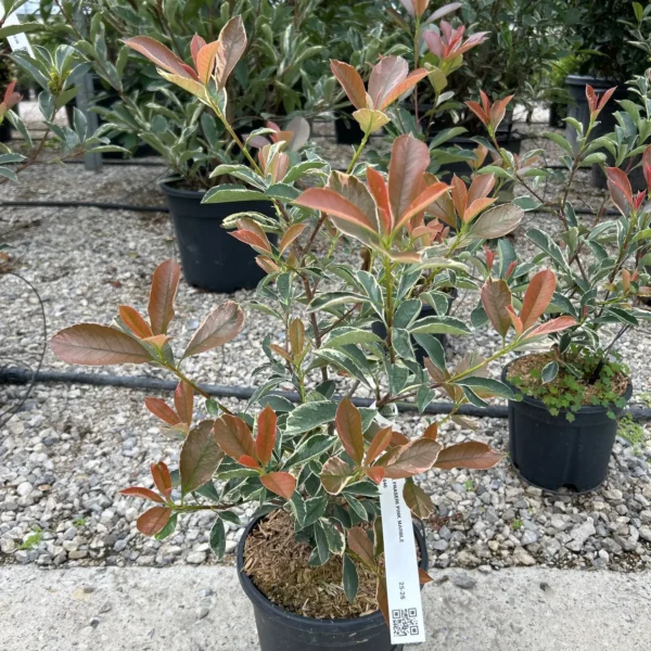 Photinia fr. 'Pink Marble' (Fotinija)