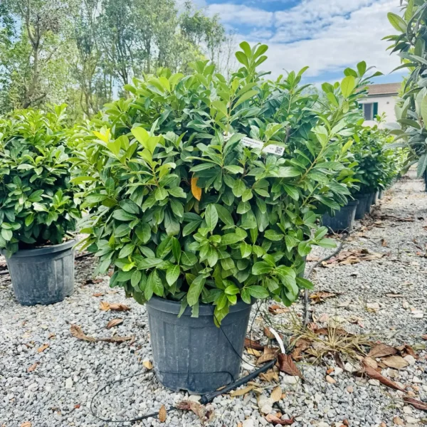 Prunus laurocerasus 'Novita' (Lovorikovec)