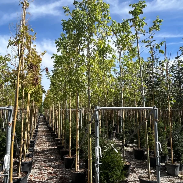 Acer negundo (Ameriški javor jesenovec)