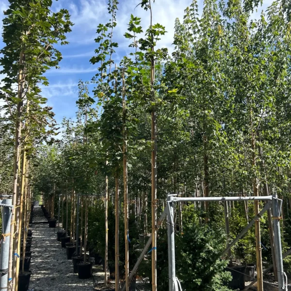 Acer platanoides (Ostrolistni javor)