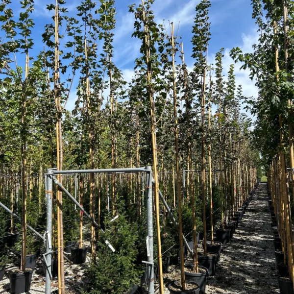 Acer platanoides 'Emerald Queen' (Ostrolistni/Norveški javor)