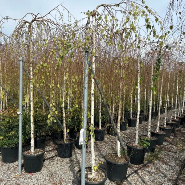 Betula pendula 'Youngii' (Povešava breza)