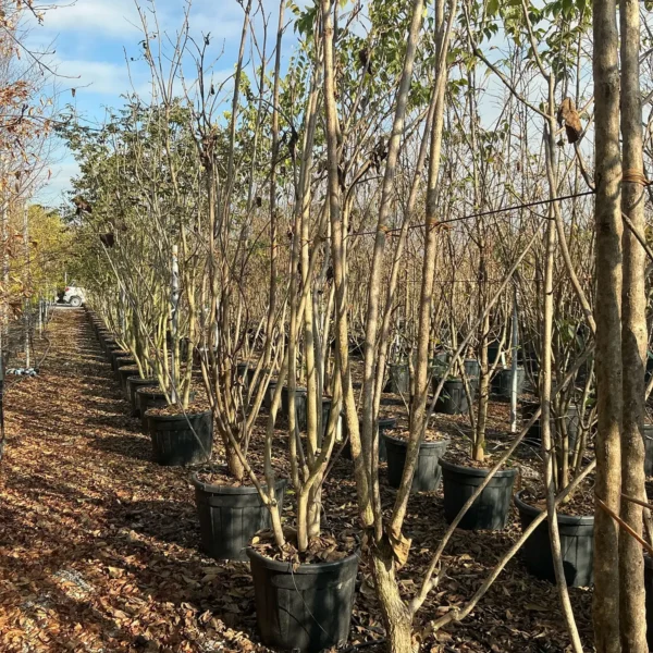Catalpa bignoides (Navadni Cigarovec)