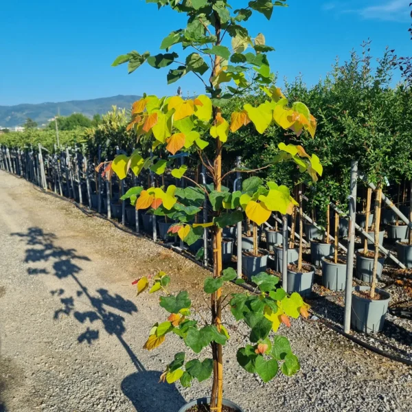 Cercis chinensis 'Texas White' (Belo Judežev drevo)