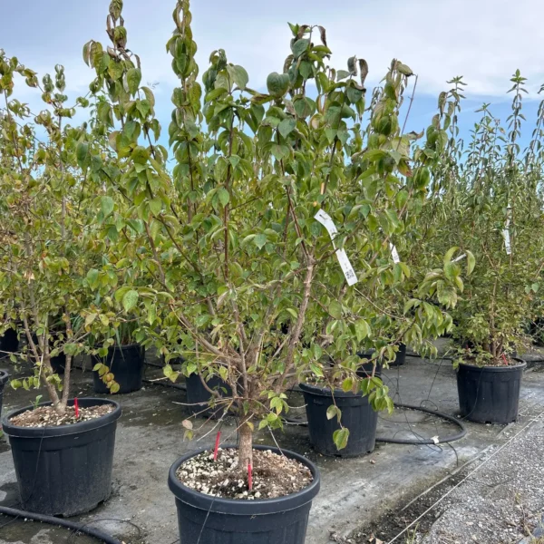 Cornus mas (Rumeni dren)