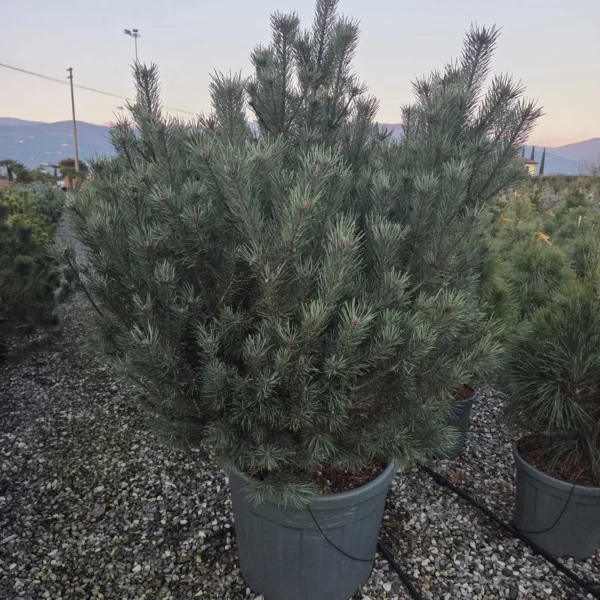 Pinus sylvestris 'Watereri' (Kompaktni rdeči bor)