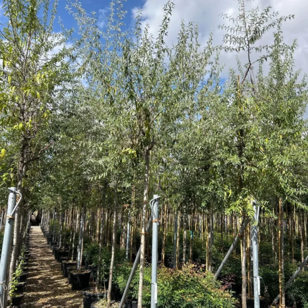 Elaeagnus angustifolia (Ozkolistna oljčica/Ruska oljka)