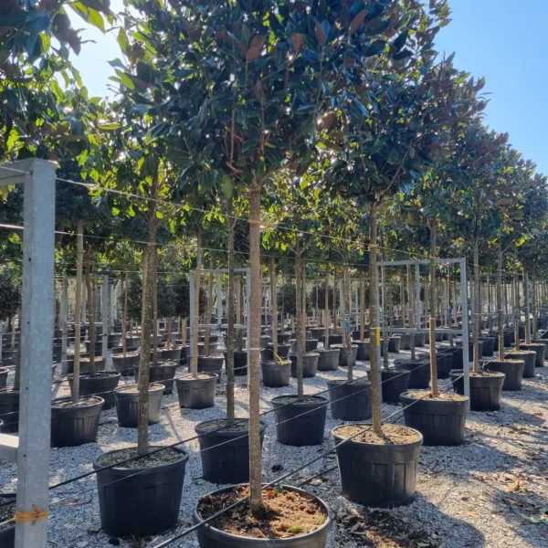 Magnolia grandiflora ‘Galissonniensis’ – EXTRA | limited availability (Velecvetna magnolija)