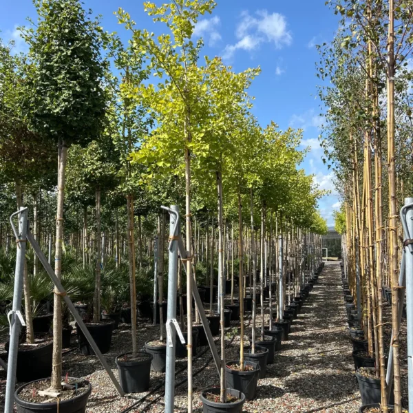 Ginkgo biloba 'Fastigiata Blagon' (Stebrasti ginko)