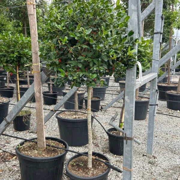 Ilex mutchagara 'Nellie R. Stevens' (Božlje drevce na steblu)