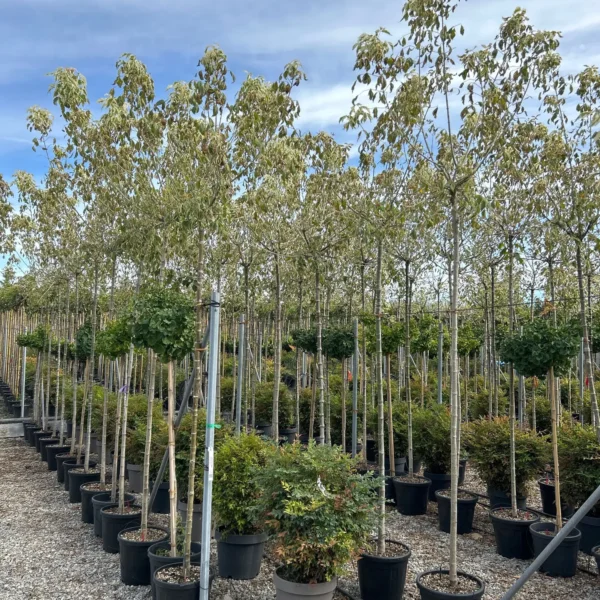 Acer negundo 'Flamingo' (Pisanolistni ameriški javor)