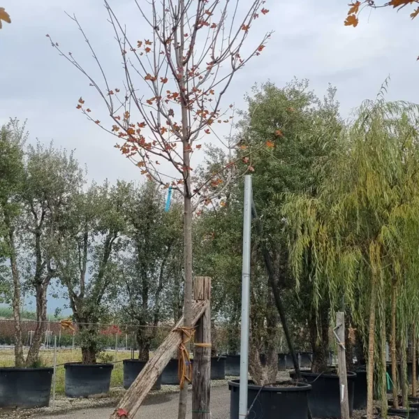 Acer x freemanii 'Autumn Blaze' (Rdeči javor)