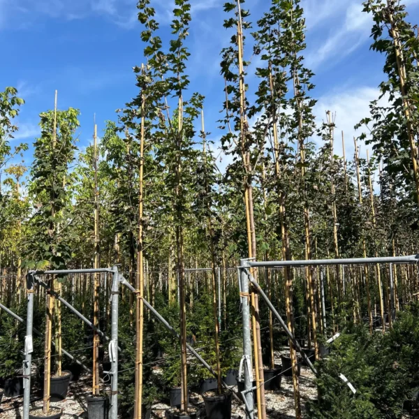 Acer pseudoplatanus (Beli/Gorski javor)