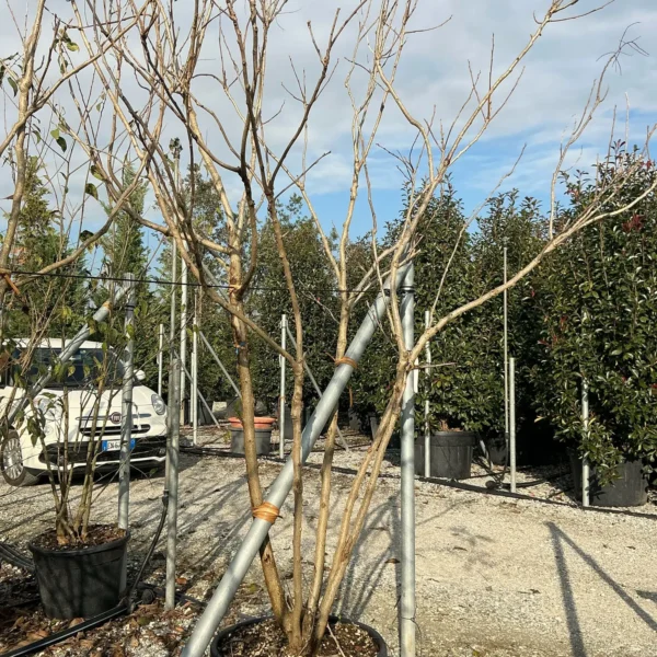 Koelreuteria paniculata (Latnati mehurnik)