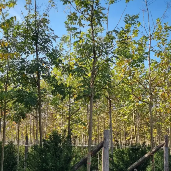 Sophora japonica 'Regent' (Japonska sofora)