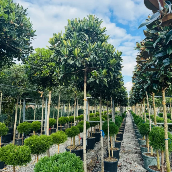 Eriobotrya 'Coppertone' (Japonska nešplja)