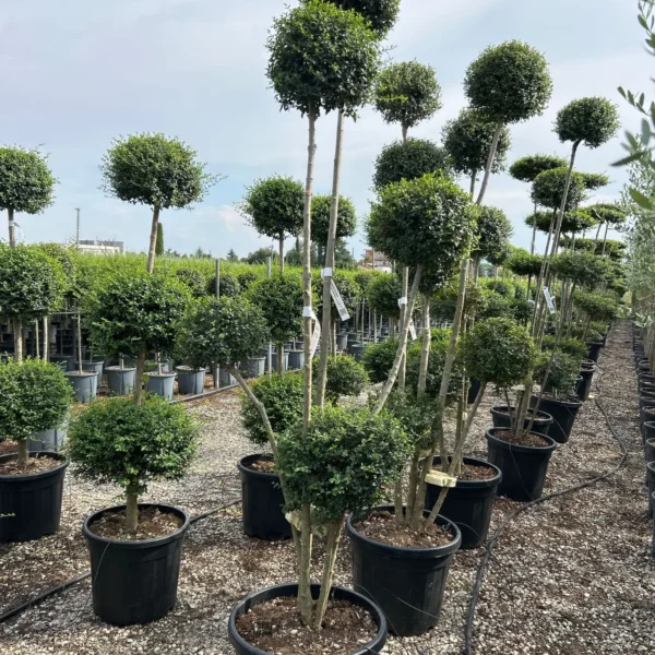 Ligustrum delavayanum (Kitajski liguster na stebru)