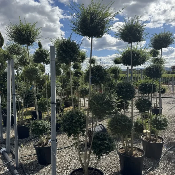 Ligustrum delavayanum (Kitajski liguster na stebru)