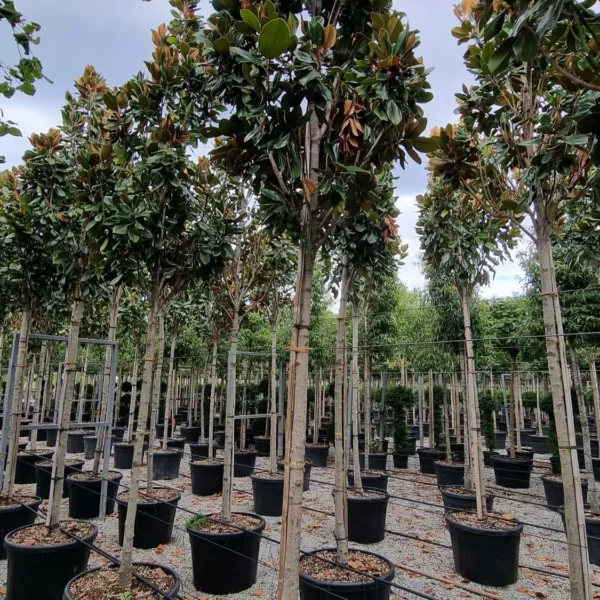 Magnolia Grandiflora 'François Treyve' (Velikocvetna Magnolija 'François Treyve')