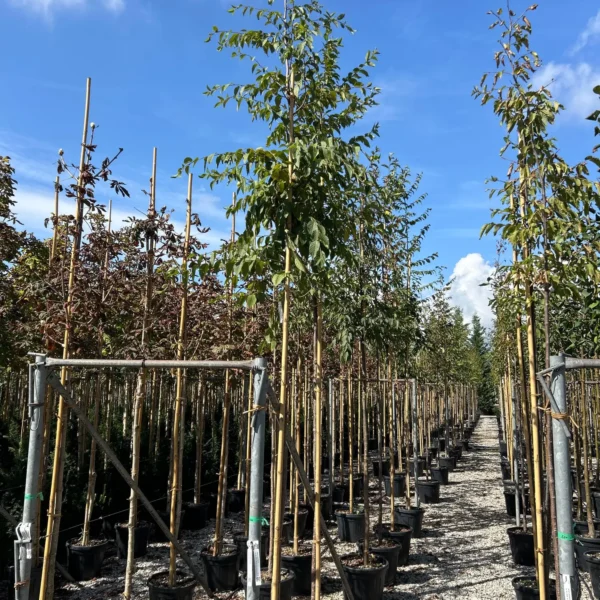 Ostrya carpinifolia (Črni gaber)