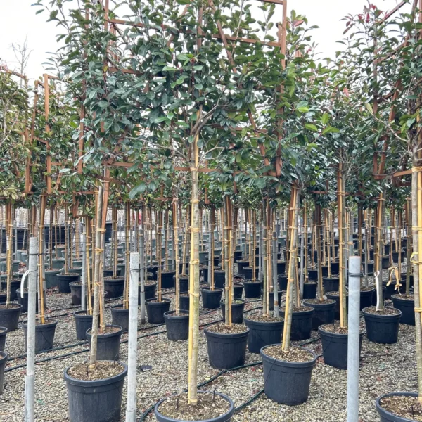 Photinia fr. 'Red Robin' (Fotinija BARIERA)