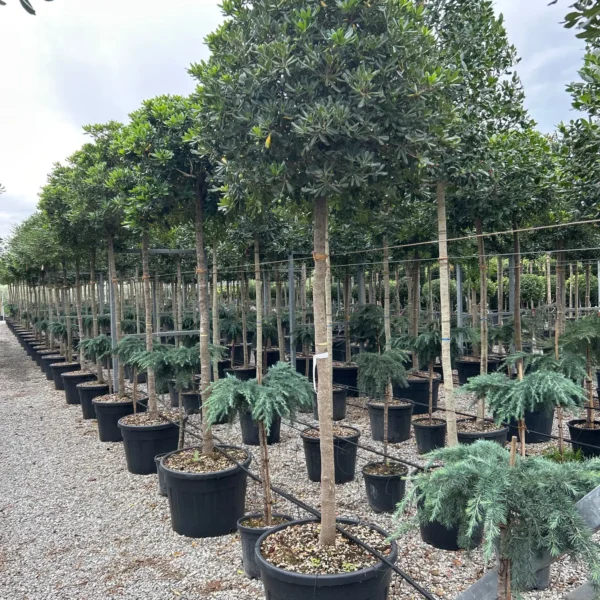 Pittosporum tobira (Pitospor)