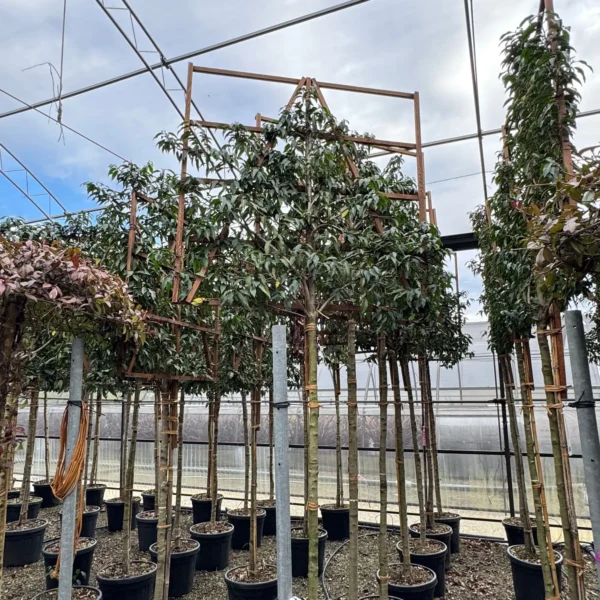 Prunus lusitanica `Angustifolia` (Portugalski lovorikovec - Špalir)