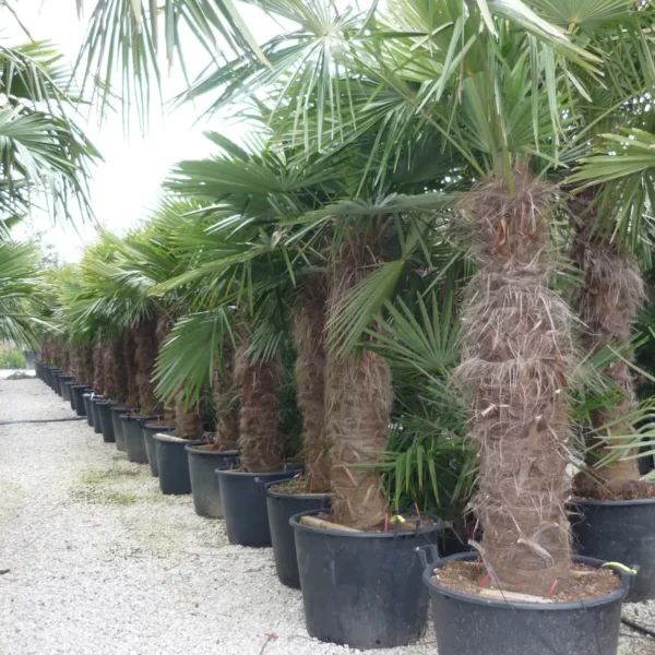 Trachycarpus fortunei (Palma - Visoka žumara)