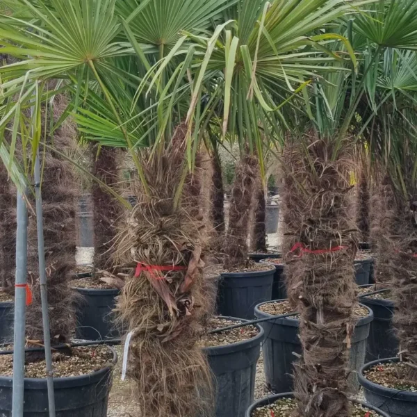 Trachycarpus fortunei (Palma - Visoka žumara)