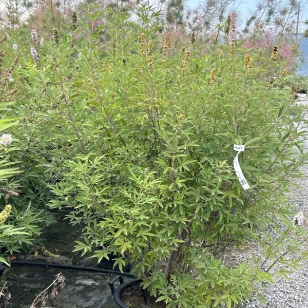 Vitex agnus-castus 'Alba' (Navadna konopljika)