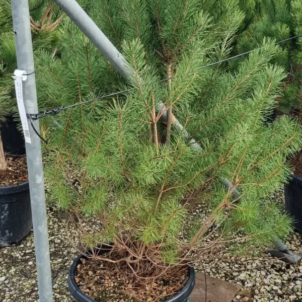 Pinus sylvestris (Rdeči bor)