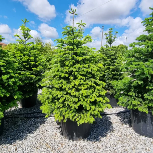 Abies nordmanniana (Kavkaška jelka)