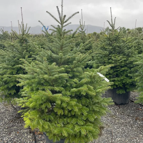 Abies nordmanniana (Kavkaška jelka)