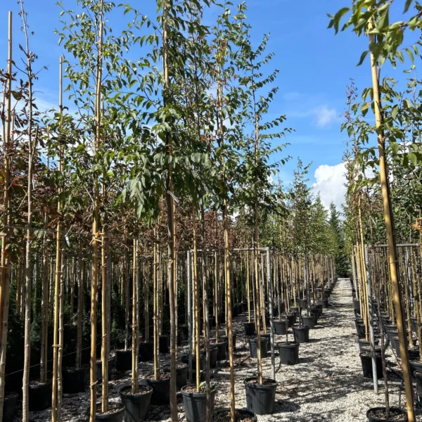 Ostrya carpinifolia (Črni gaber)