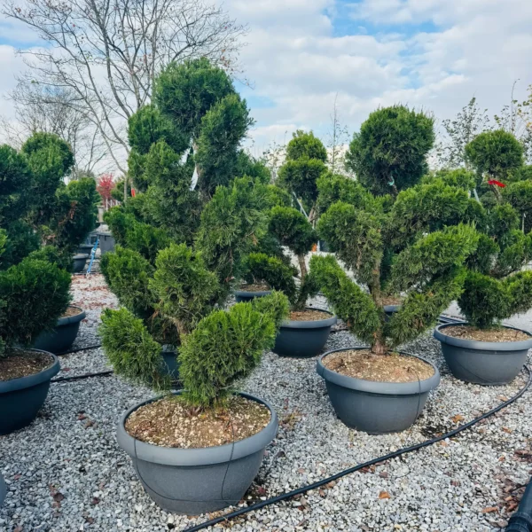 Juniperus chinensis 'Spartan' (Kitajski brin)