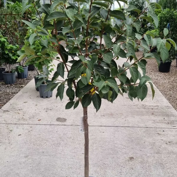 Diospyros 'Muscat' (Kaki/Rajsko jabolko)