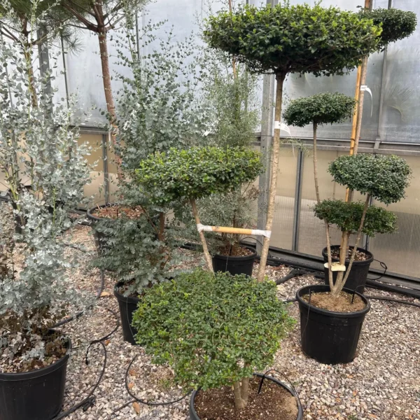 Ligustrum delavayanum (Kitajski liguster na stebru)