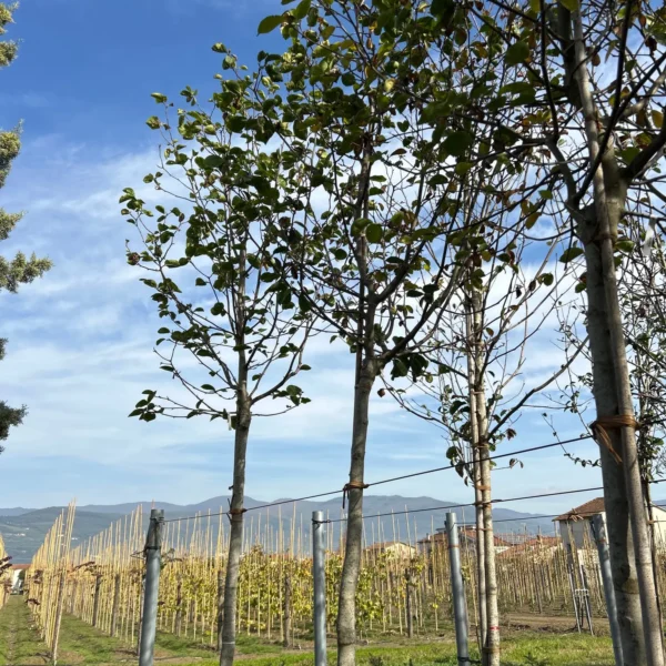 Magnolia 'Galaxy' (Magnolija)