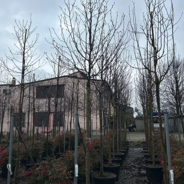 Magnolia Yulan (Denudata)