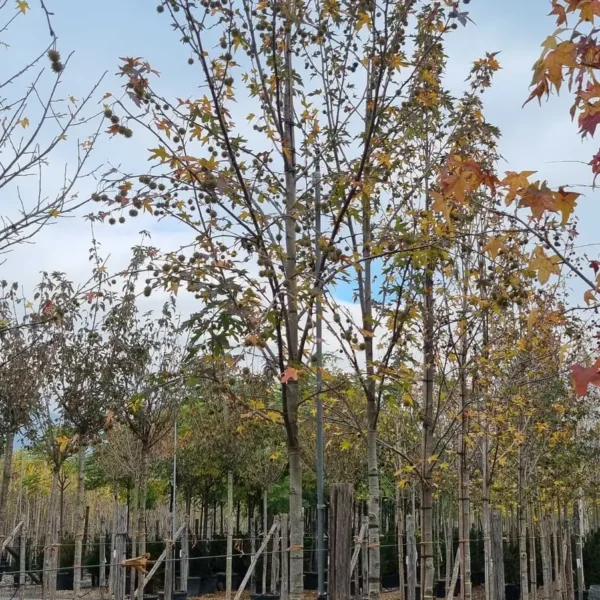 Liquidambar styraciflua 'Worplesdon' (Ambrovec)