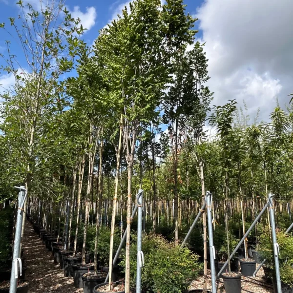 Koelreuteria paniculata 'Fastigiata' (Stebrasti latnati mehurnik)