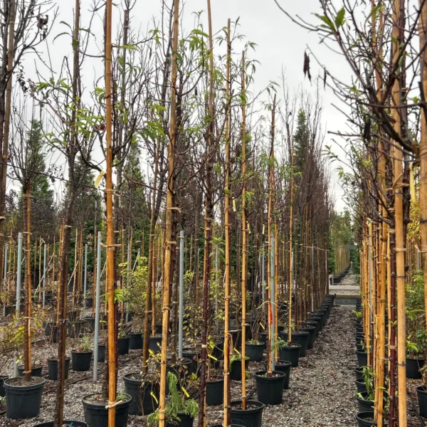 Prunus serrula (Tibetanska češnja)