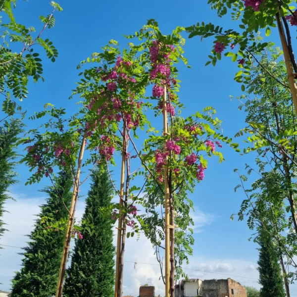 Robinia pseudoacacia 'Casque Rouge' (Nav. rdečecvet. robinija)
