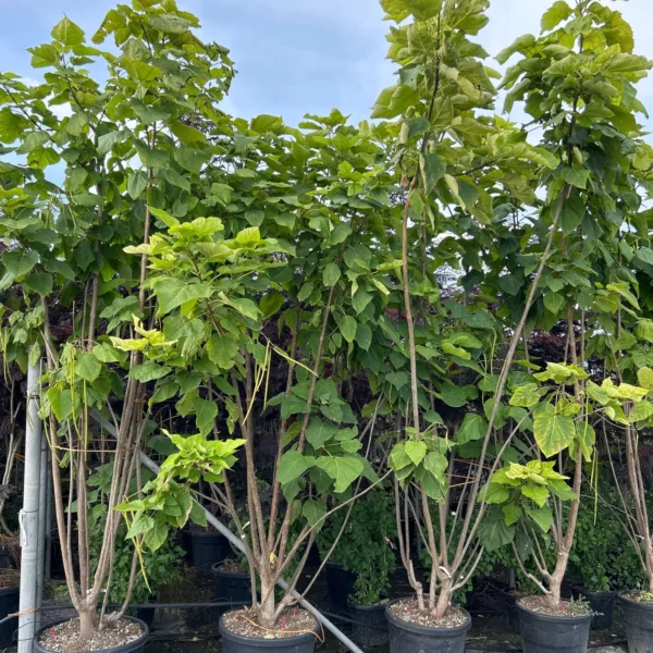 Catalpa bignoides (Navadni Cigarovec)
